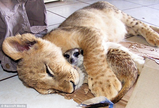 Lion Meerkat