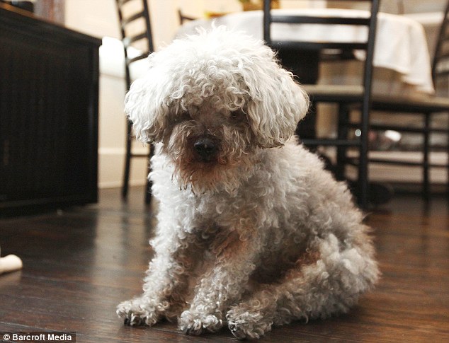 Chichi Dog