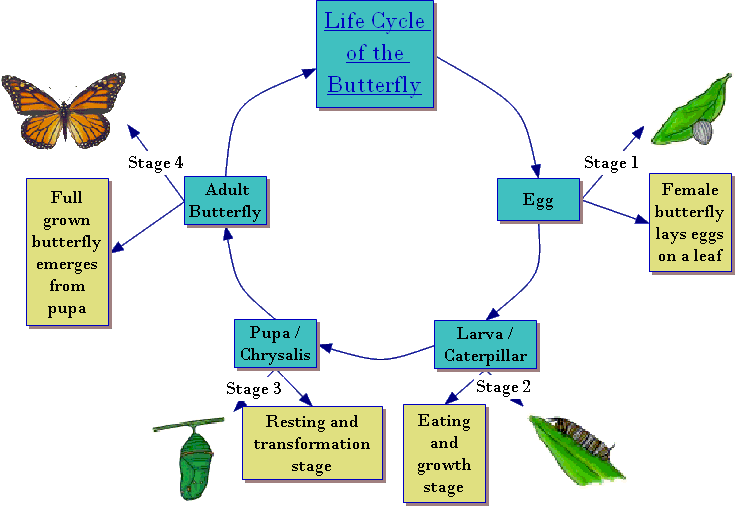 [Life+Cycle+of+Butterfly.gif]