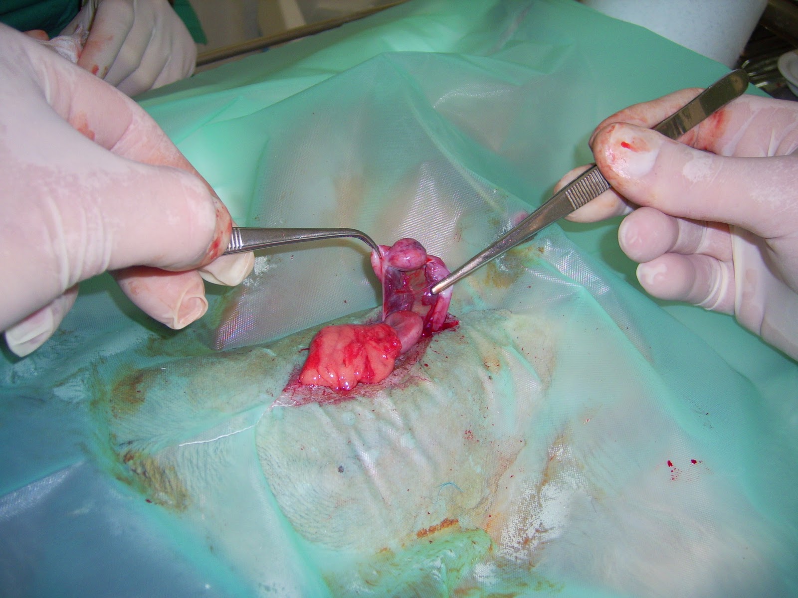 Casos clínicos de veterinaria en pequeños animales: HERMAFRODITISMO CANINO