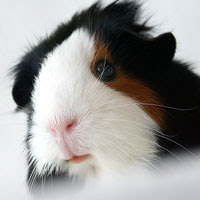 cobaya