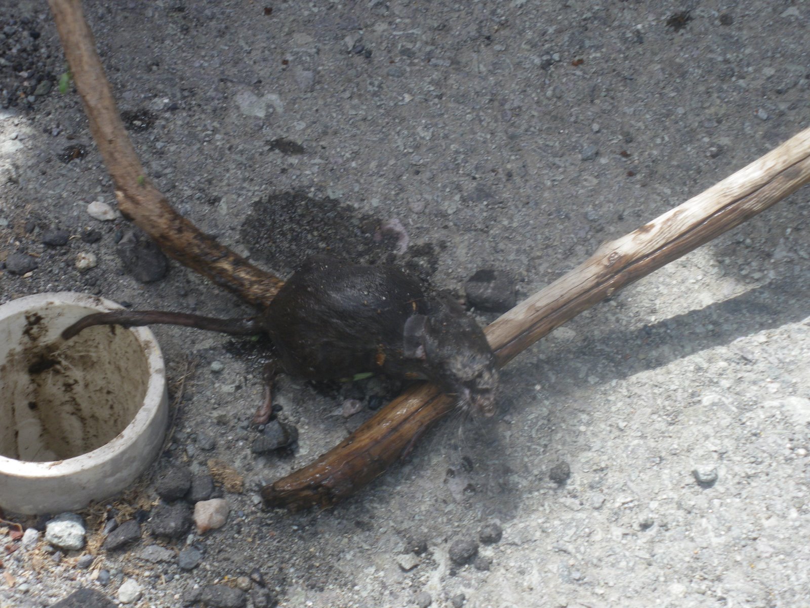[IMGP0808.JPG]