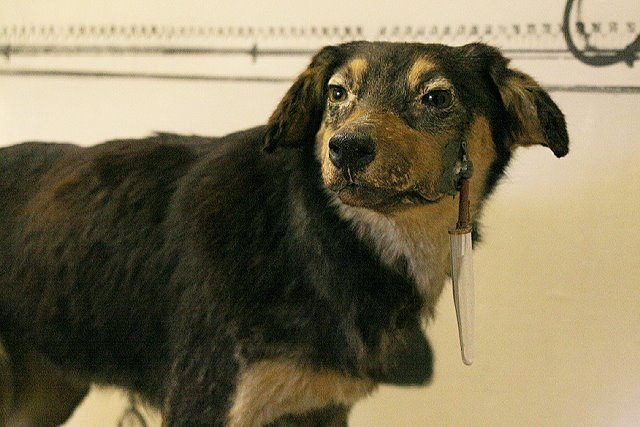 [One_of_Pavlov's_dogs.jpg]
