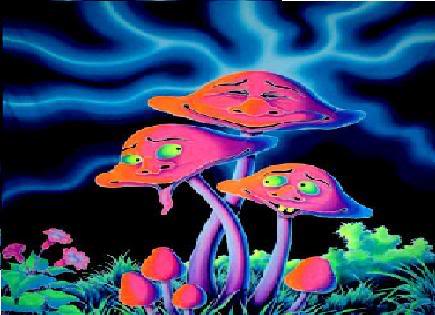 [psychedelic+mushrooms+6.jpg]