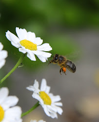 Native Irish Honey Bee