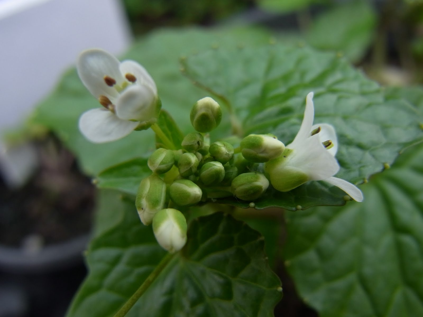 Provenance Growers Wasabi!!