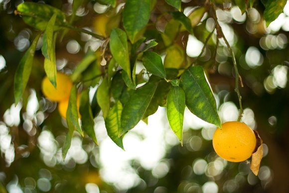 [backyardorangetree01a.jpg]