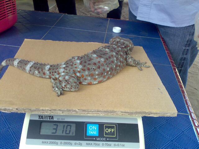 Cicak Tokek