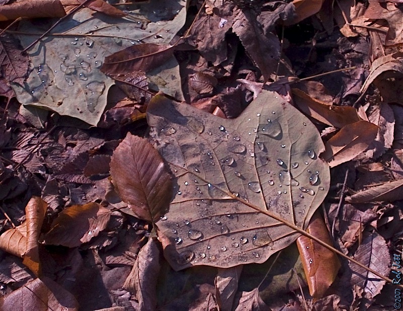 [Sycamore+leaf_wm.jpg]