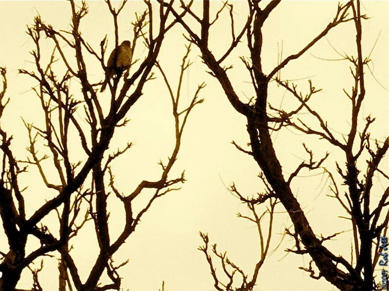 [nybg_sharpie_wm.jpg]