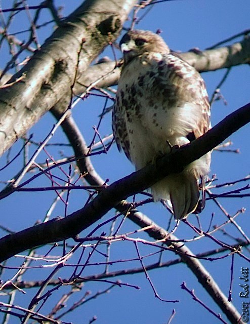 [slingshot_sm_wm.jpg]