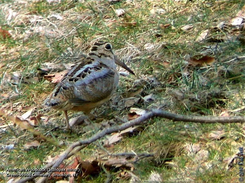 [american_woodcock.jpg]