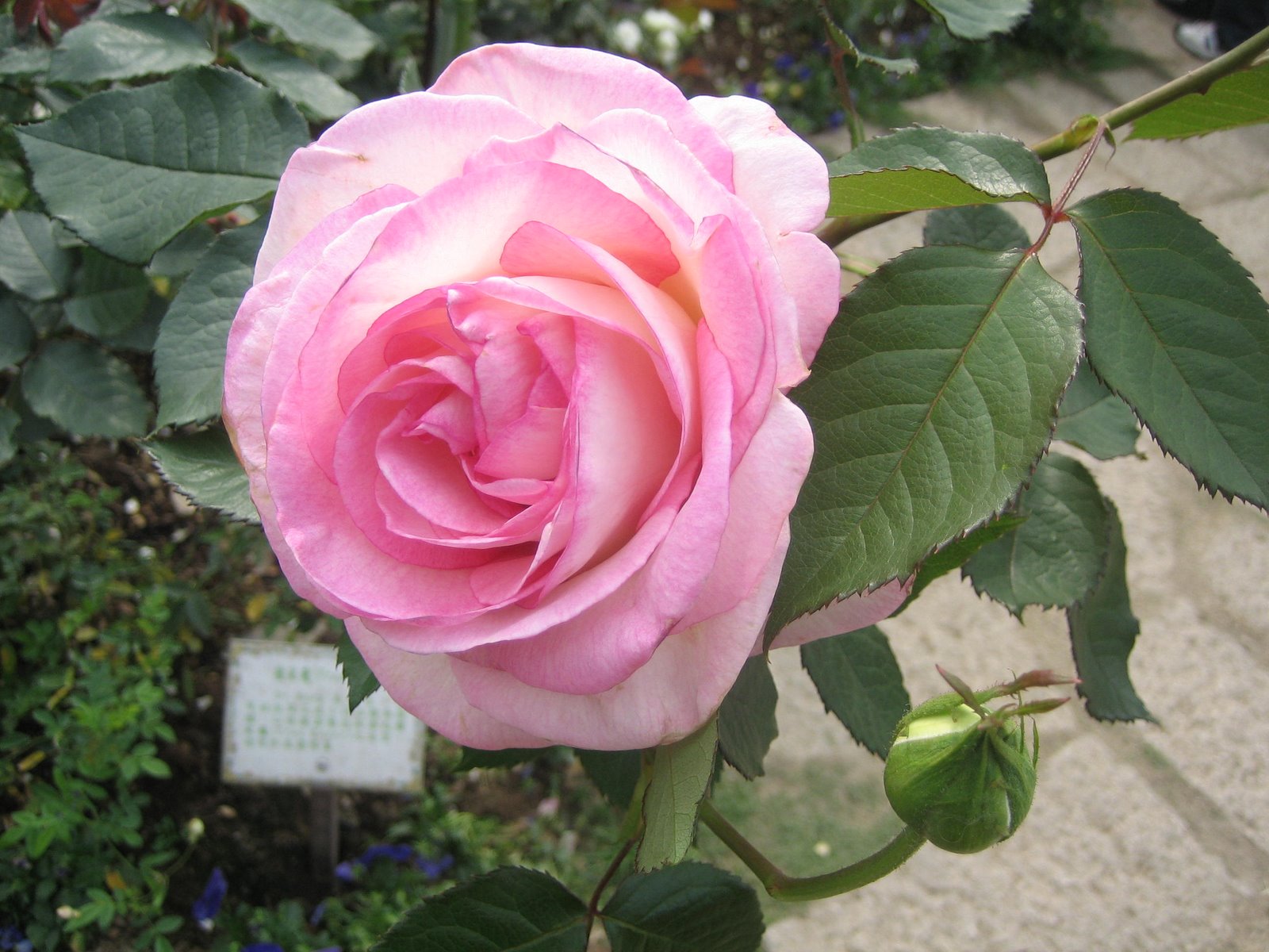 [IMG_7388.JPG]