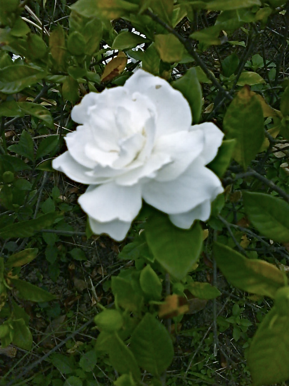 [DSC01196.JPG]