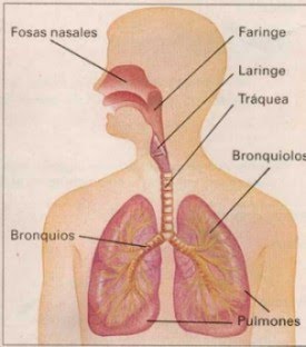 Funciones De Los Organos Del Sistema Respiratorio Pulmonar