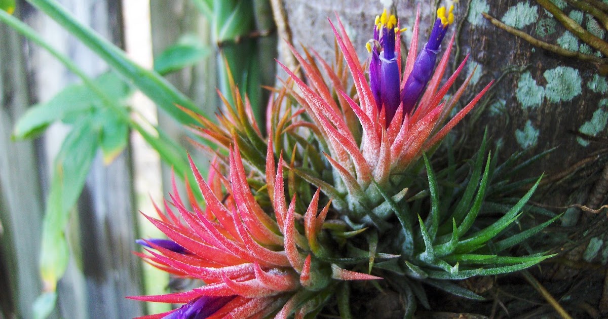 DragonFly Garden Where do air plants come from?