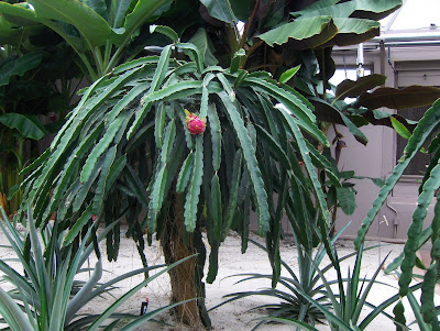 Dragon+fruit+plant+florida