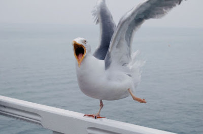 secpic_seagull1_b.jpg