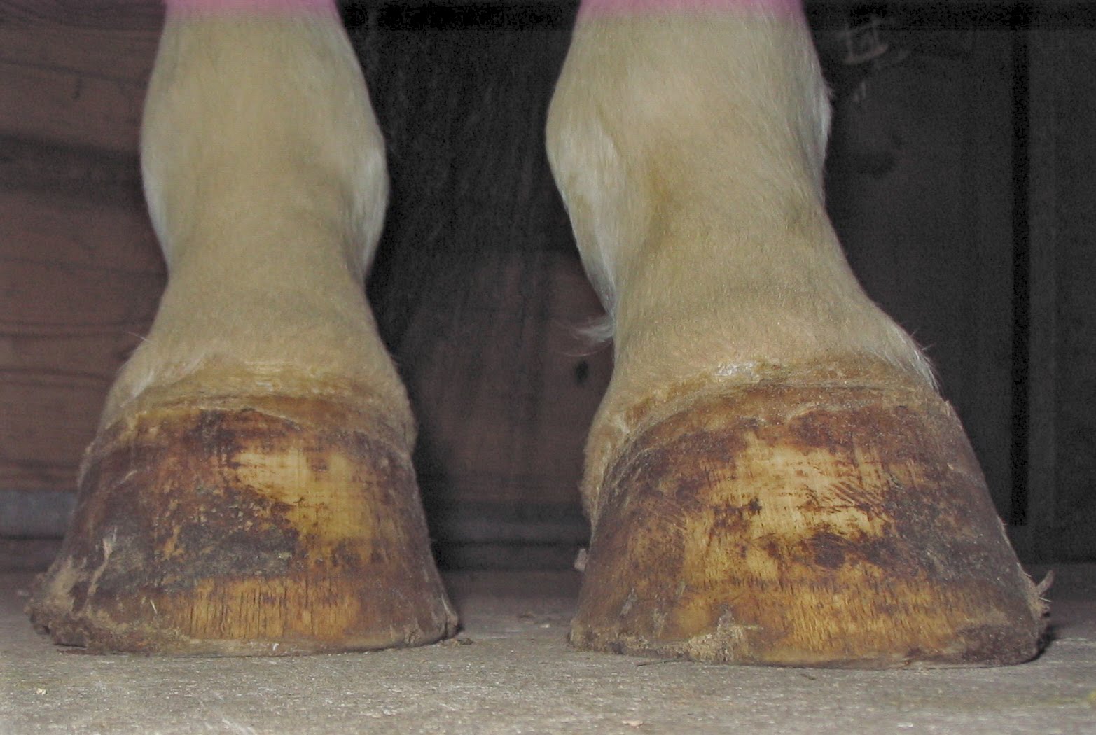 Founder Info for Horse Owners! Leo's Laminitis, Foot Photos