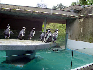 penguins waddling