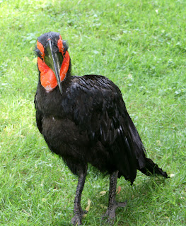 unusual bird