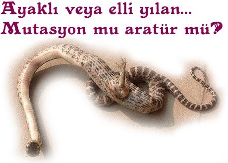 şehadet bir çagrıdır nesillere çağlara: AYAKLI VE ELLİ YILAN BULUNDU
