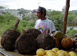 Tagua nuts also know as Vegetable Ivory