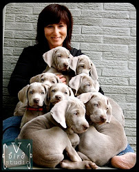 Grayhart Weimaraners