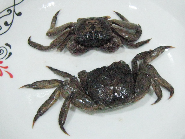 top 28 what do crabs eat fiddler crab animals town what do halloween crabs eat what do top 28 what do crabs eat fiddler crab animals town what do halloween crabs eat what do