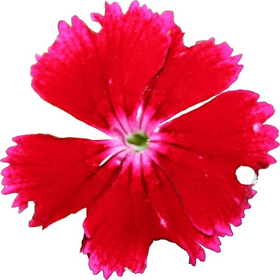 the cut out pink flower before it went on the black and white background