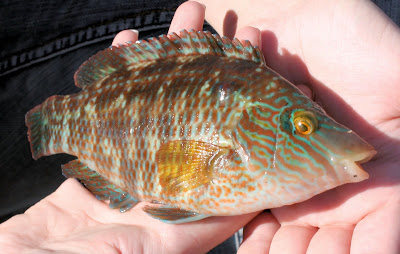 large (ok, very small) wrass - my first fish caught whilst sea fishing!