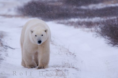 There are also wild animals that live in arctic regions such as polar bears,