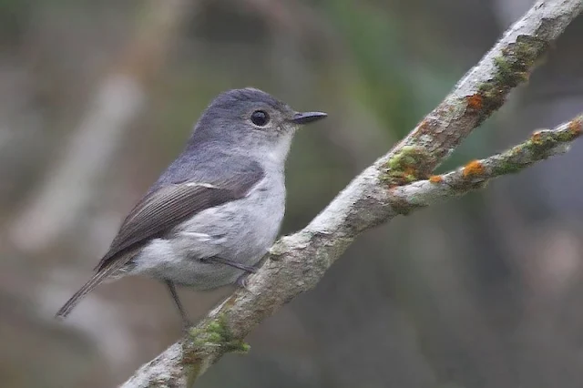 Little Pied Flycatcher - female