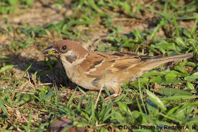 Tree Sparrow with grasshopper meal