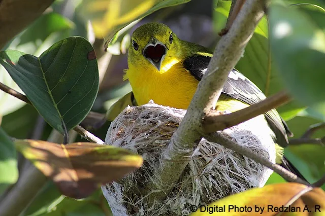 Common Iora Panting