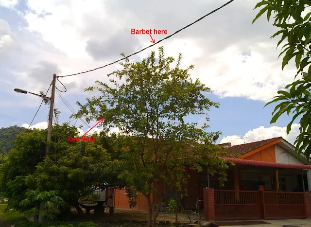 Jambu Tree with Iora Nest