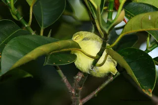 Juvenile Common Iora  - just fledged