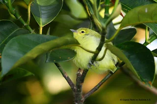 Juvenile Common Iora  - just fledged