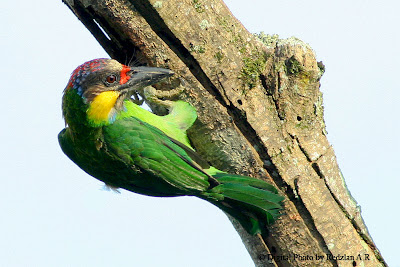 Gold-whiskered Barbet - My Favourite Bird at Favourite Perch