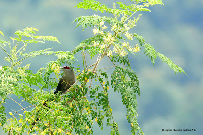 Green-billed Malkoha (Phaenicophaeus tristis) at Moringa Oleifera tree at my backyard at Raub Malaysia