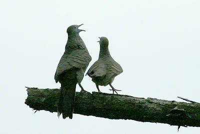 Mating Behavior of Zebra Dove - (Geopelia striata) - Merbuk