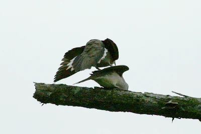 Mating Behavior of Zebra Dove - (Geopelia striata) - Merbuk