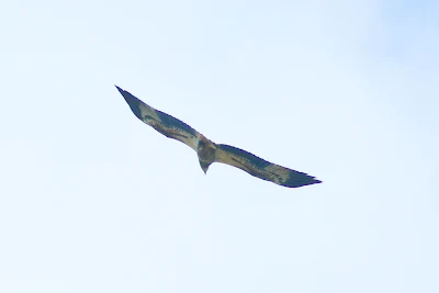  White-bellied Sea-Eagle (Haliaeetus leucogaster)over the moon at Kemasik Terengganu Malaysia