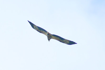 White-bellied Sea-Eagle (Haliaeetus leucogaster)over the moon at Kemasik Terengganu Malaysia
