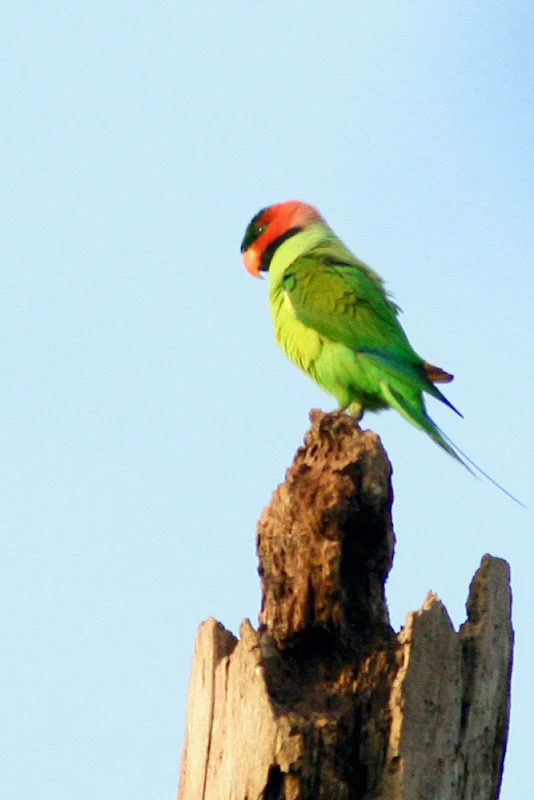 Long-tailed Parakeet (Psittacula longicauda)Male at Temerloh Malaysia