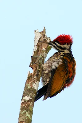 Common Flameback Woodpecker's Tongue with tongue protruding