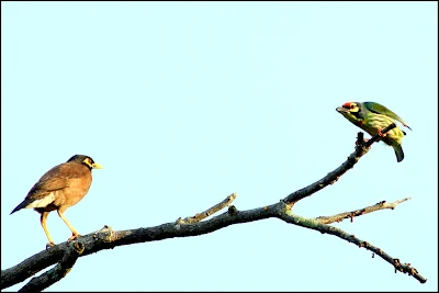 Coppersmith Barbet (Megalaima haemacephala)fight with Common Myna (Acridotheres tristis) 