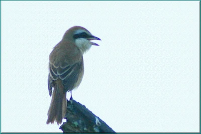 Brown Shrike another Migratory Bird at my backyard in Raub Malaysia with Framed