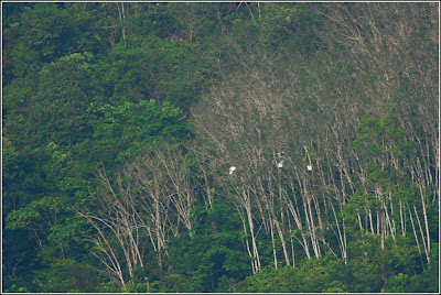 Egret sp Flock Flying into the Forest