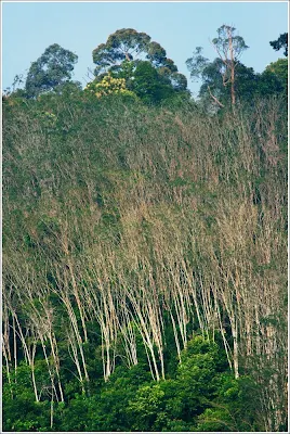 Leafless trees at a forest in Raub Malaysia - Skywatch Friday  Forest at Raub Malaysia